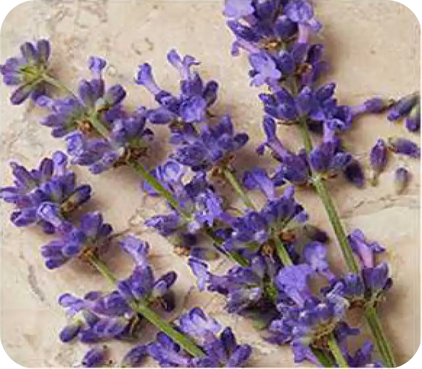French Lavender Wound Healing Tissue